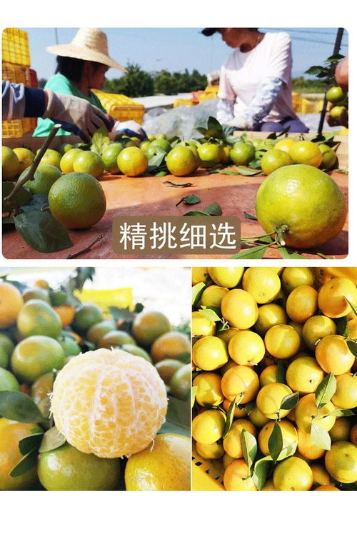 廣西皇帝柑 薄皮多汁的“貢柑”傳奇，孕婦與家庭皆宜的當(dāng)季鮮果